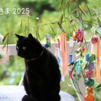 七夕さま2025＊777