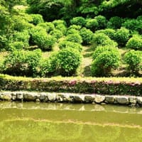 今治市大西町の藤山健康文化公園でアジサイが咲き始めています