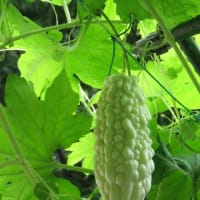 庭の植物