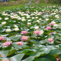 田原の棚田のスイレン