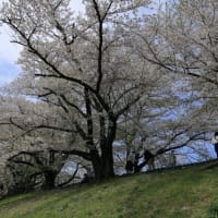 背割れ堤の桜
