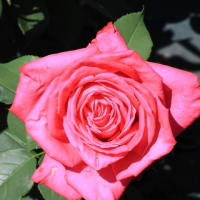智光山公園の薔薇