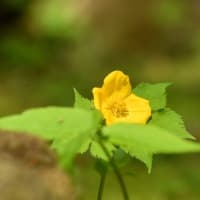 黄色の花