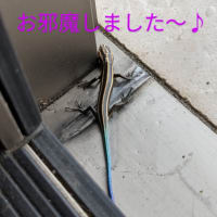 ワクチン接種一回目