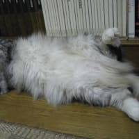ウルタ君夢に天使を見る