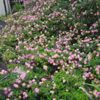 アジサイの壁画