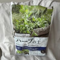 特に白い花