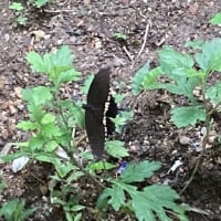 久しぶりにショウリョウバッタがモロヘイアの葉の上に〜！