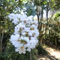 猛暑の庭に咲く花