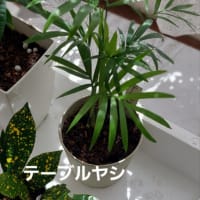 ダイソー観葉植物100円　テーブルヤシの成長