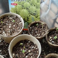 ありがた山の寒がらす