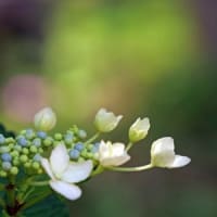 輪之内町の紫陽花
