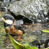 いつもの公園