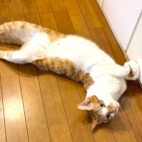 ６月２６日　あっちこっちで落ちてます