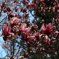 北海道の遅い春の桜10-3