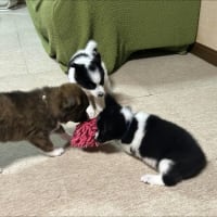 食う・寝る・バトル