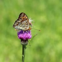 治療の合間に花散策！（イチヤクソウとウメガサソウ、トキソウと！）