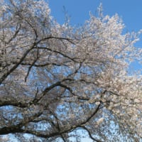 桜KURAKURA！（その2）ピンク大盛りで！