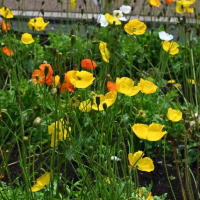 【ケシの花】”24 都立薬用植物園