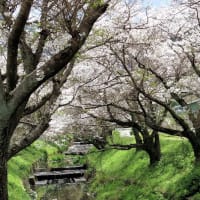 桜　令和7年　古賀市　その２