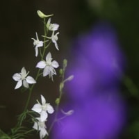 折々の写真＆雑感 540
