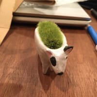 ブルテリアが旅立って行きました