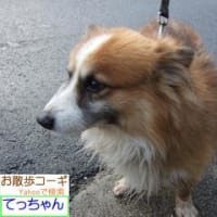 お散歩コーギ　てっちゃん