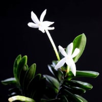 富貴蘭「鳳玉丸」の花(過去の画像倉庫から)