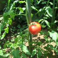 令和６年のトマト栽培ー3ー