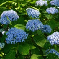 晩春～初夏の花：アジサイ’三河千鳥’