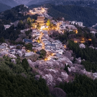 吉野の桜