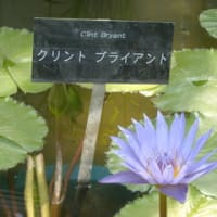 涼しげです