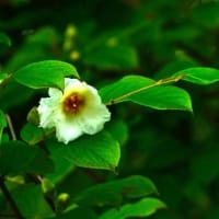 縮景園・ハスの花　250625