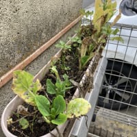 小松菜の種