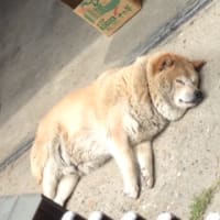 数えきれないほどの失敗
