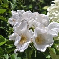 6月半ば過ぎのユリと宿根草　その２