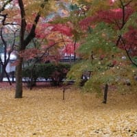 禅林寺（永観堂）の紅葉