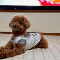 ６月１日 ユズは冷めた態度