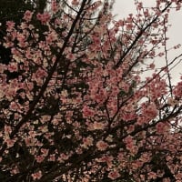 そろそろ付喪神に取り憑かれそうな三線
