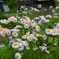美人林と茅葺集落へ（新潟県・十日町）