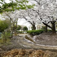 散歩コースの桜
