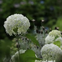 紫陽花とアガパンサス