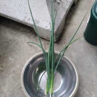 しそ大葉とねぎの収穫、枝豆の状況・・・・。