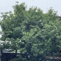 荒梅雨