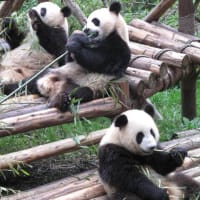 パンダ・パンダ・パンダ（中国・成都）