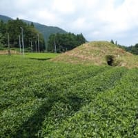 揖斐川町　茶畑