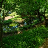 皐月の小満　自然生態園のミズスマシの池とトンボ池