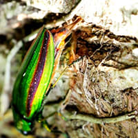 ヤマトタマムシの産卵