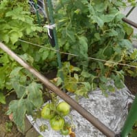 ミニ菜園の珍事