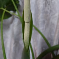 クワズイモの花！
